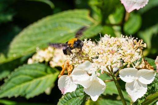 Photo, early summer, bear, honeybee family, 