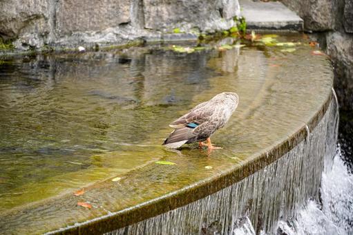 Photo, waterfall, splashes, cargamo, 