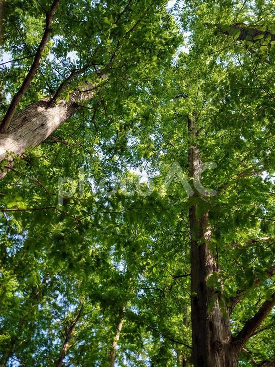 新緑のメタセコイアの森 メタセコイア,木,樹木の写真素材