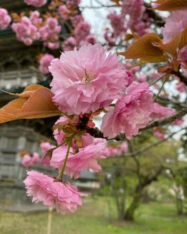 八重桜 八重桜の写真