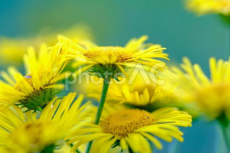 オグルマ オグルマ,野草,黄色の花の写真素材