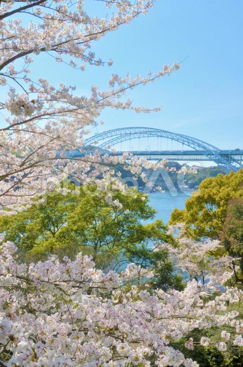 満開の桜と巨大な青い橋 桜,青い,橋の写真素材