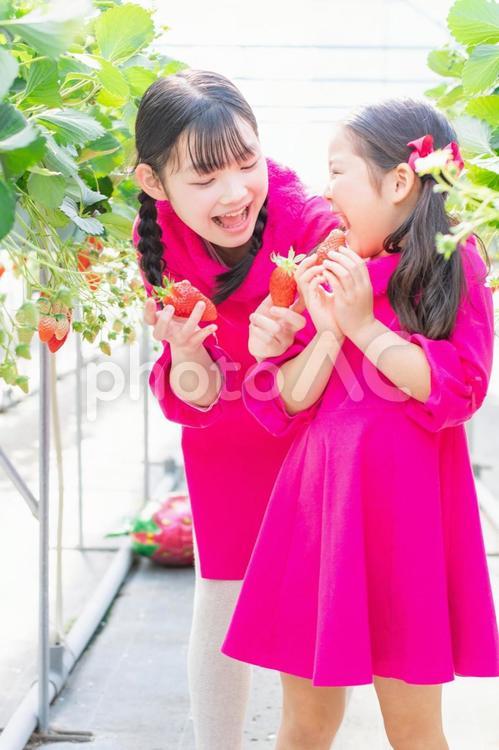 いちご狩りをする子供たち いちご狩り,いちご,笑顔の写真素材