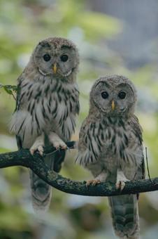 エゾフクロウの兄弟 フクロウ,エゾフクロウ,幼鳥の写真素材