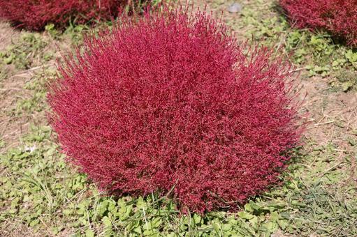 赤く色づくコキアのアップ 赤く,色づく,コキアの写真素材