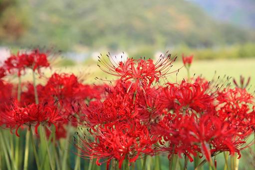 群生するヒガンバナ 群生するヒガンバナ ヒガンバナ,秋の花,秋の写真素材