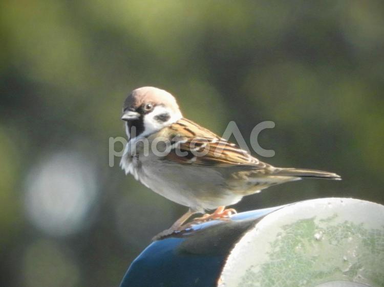 屋根の上のスズメ すずめ,スズメ,鳥の写真素材