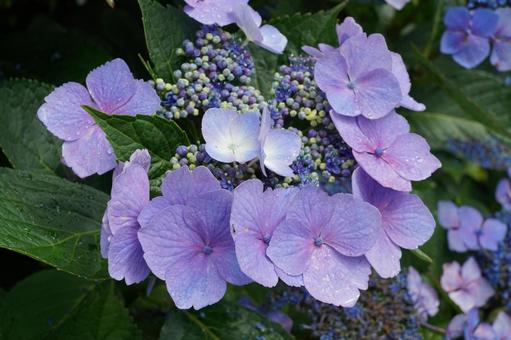 薔薇の花 紫陽花,ガクアジサイ,梅雨の写真素材