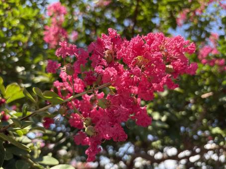 百日紅の花 01 百日紅の花 01 百日紅,猿滑,紫薇の写真素材