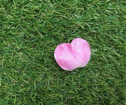 芝生に花びら 芝生に花びらの写真