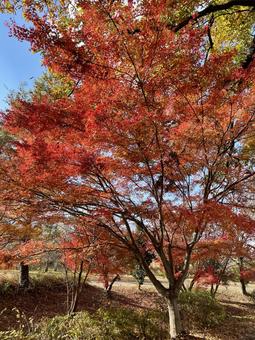 イロハモミジ紅葉真っ盛り イロハモミジ紅葉真っ盛りの写真