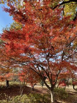 Photo, ilohomomiji, autumn leaves, red, 