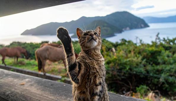 獲物を狙って上に手を伸ばす猫 獲物を狙って上に手を伸ばす猫の写真