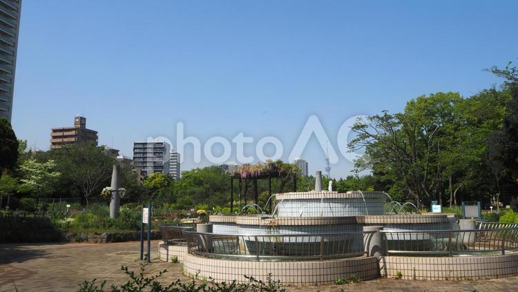 木場公園・藤の花＆スカイツリー（江東区） 春,藤,花の写真素材