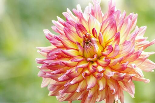 Summer dahlia garden -53, JPG