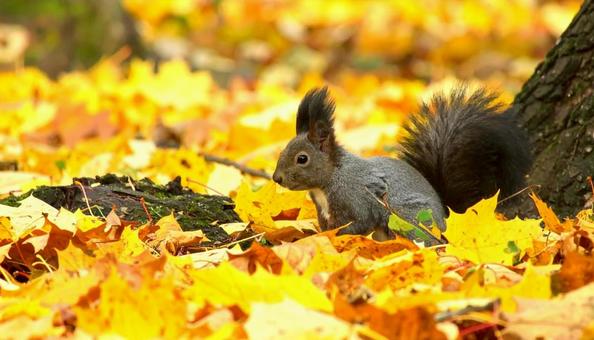 秋の紅葉の中のエゾリス 北海道 秋の紅葉の中のエゾリス 北海道の写真
