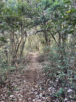 自然を歩く　森の散策　素材の写真