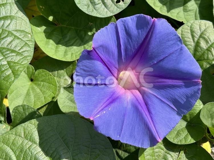 ノアサガオ(琉球アサガオ)の紫の花 野朝顔,夏,花の写真素材