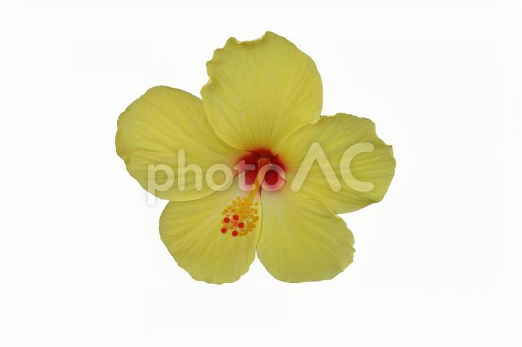 黄色のハイビスカスの花（PSDあり) ハイビスカス,切り抜き,psdの写真素材