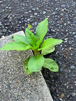 アスファルトの合間の雑草 アスファルトの合間の雑草の写真