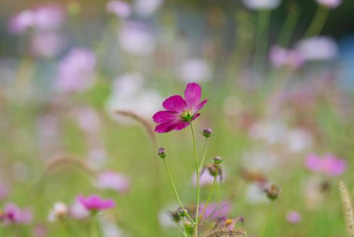 紫色の美しいコスモス 紫色の美しいコスモス コスモス,秋桜,草花の写真素材