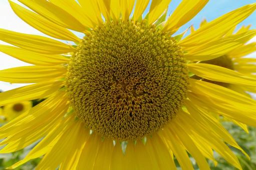 真夏の太陽のような向日葵の花 真夏の太陽のような向日葵の花の写真