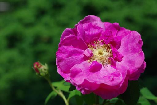 ロサ・ガリカ・オフィキナリス 薔薇 ロサ・ガリカ・オフィキナリス 薔薇 ロサ・ガリカ・オフィキナリス,咲くやこの花館,アポテカリローズの写真素材