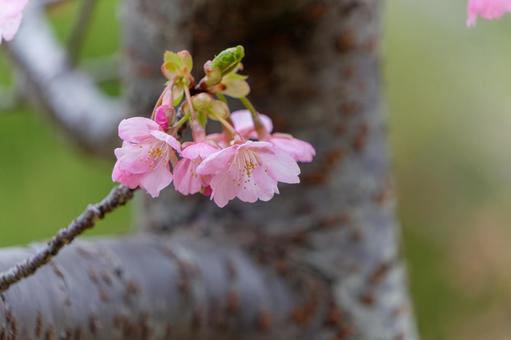 Kawazu cherry blossoms blooming quietly in front of the trunk, JPG