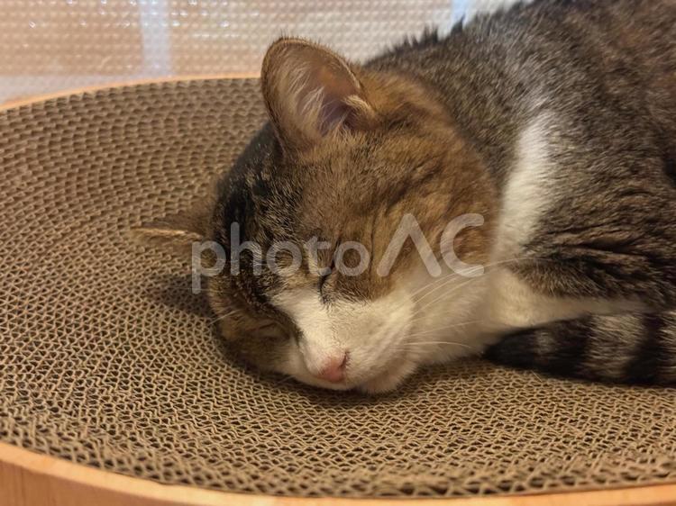 わが家のねこＢ ネコ,ねこ,保護ねこの写真素材