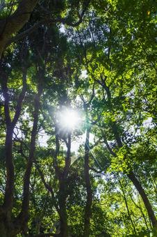 雑木林のこずえから見える太陽 雑木林のこずえから見える太陽の写真
