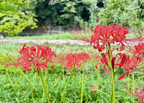 Red Spider Lily, JPG