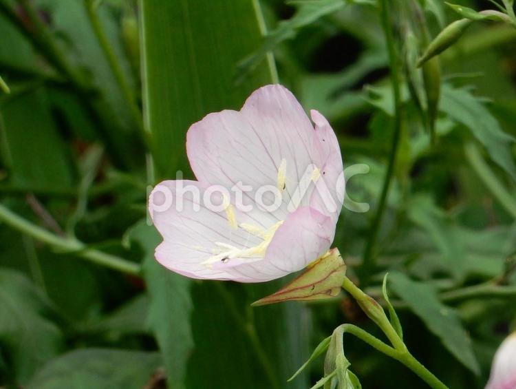 【花の写真】ヒルザキツキミソウ ヒルザキツキミソウ,昼咲月見草,ツキミソウの写真素材