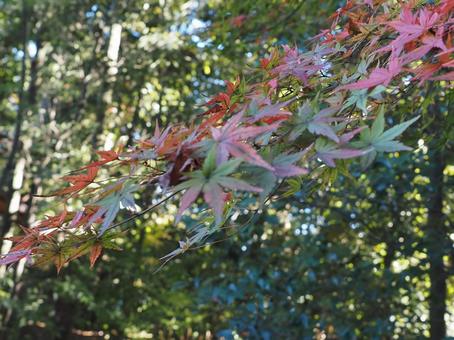 緑の紅葉 緑の紅葉の写真