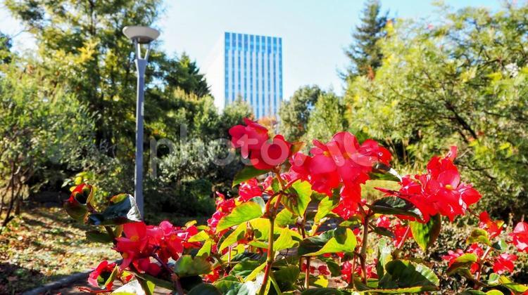 遊歩道の公園・冬に咲く花（東京都お台場） 冬,お台場,センタープロムナードの写真素材