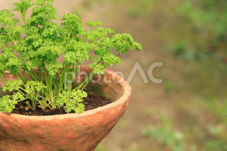 鉢植えのパセリ パセリ,ぱせり,野菜の写真素材