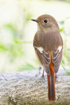 枝に留まるジョウビタキ雌、縦位置 ジョウビタキ,尉鶲,メスの写真素材