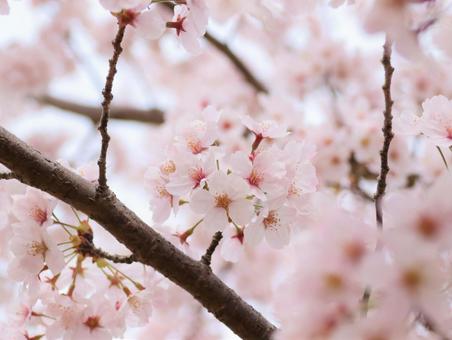 淡い色の桜が美しいの写真