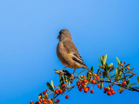ピラカンサを食べるカワラヒワの写真