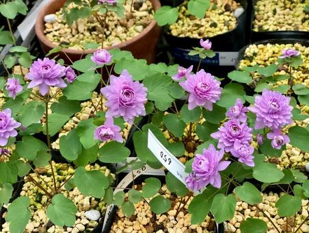 バイカカラマツの写真