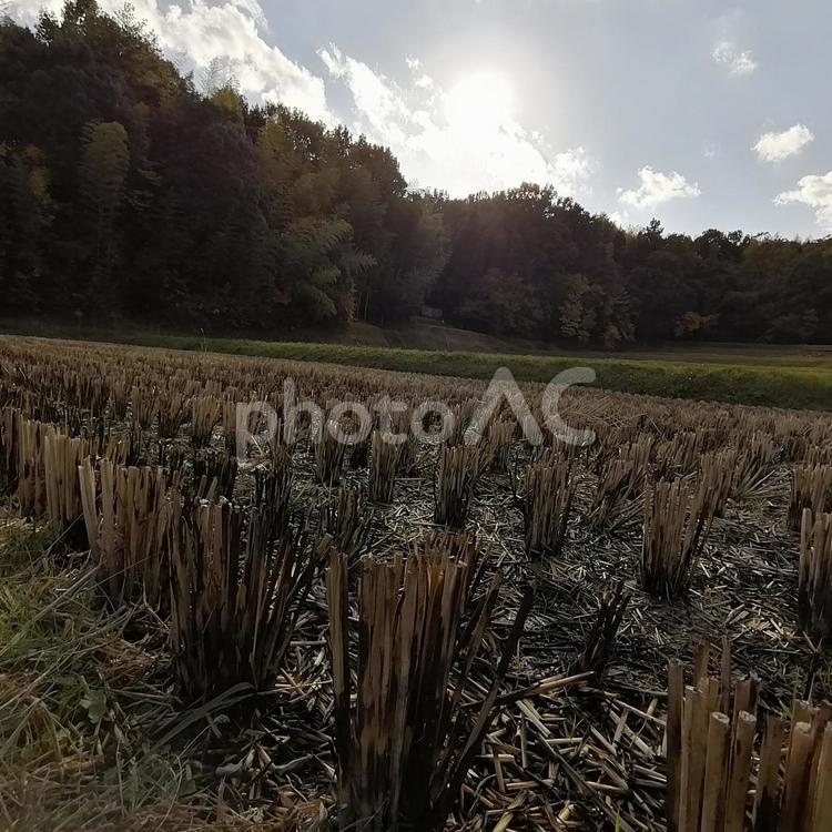 稲刈り後 晴れ,自然,米作りの写真素材