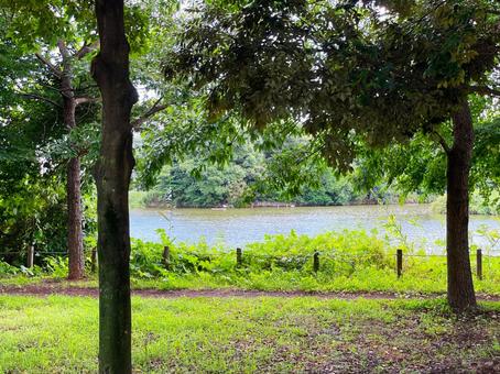 夏の公園の池 夏の公園の池の写真