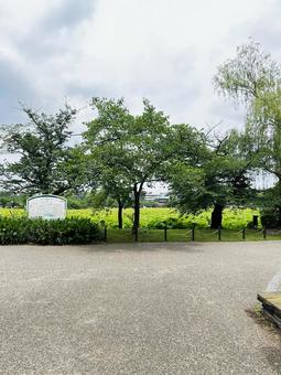 Photo, ueno gift park, shinobazu pond, natural pond, 