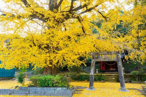 大山祇神社のイチョウの風景（姶良市） 大山祇神社,姶良市,蒲生町の写真素材
