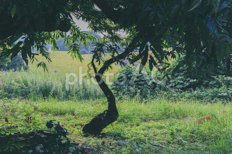 木や植物のシルエット 木,植物,シルエットの写真素材