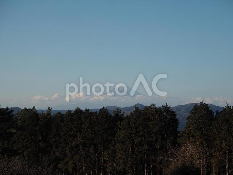 森の向こうに見える富士山 富士山,森,林の写真素材