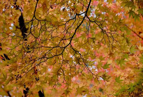 紅葉前のモミジの葉 紅葉前のモミジの葉 風景,モミジ,紅葉前の写真素材
