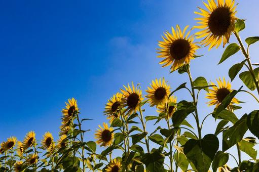 ひまわり 向日葵,ひまわり,ヒマワリの写真素材