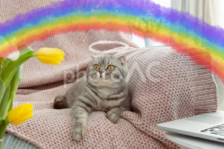 見上げる天使の輪の猫とチューリップ 猫,ブリティッシュショートヘア,ペットの写真素材