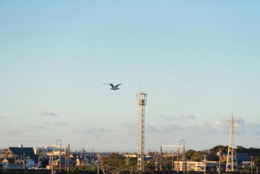 宙を優雅に舞うセグロカモメ 宙を優雅に舞うセグロカモメ セグロカモメ,渡り鳥,冬鳥の写真素材
