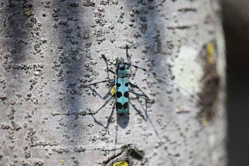 Photo, rosalia batesi, insect, rare species, 